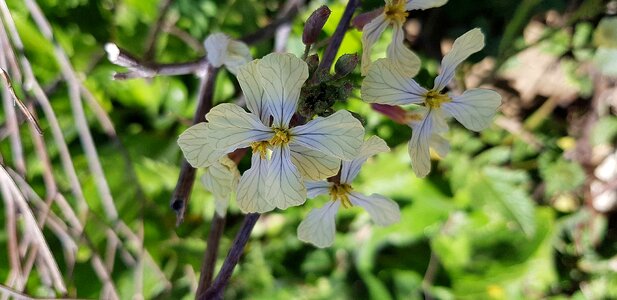 Nature plant botany