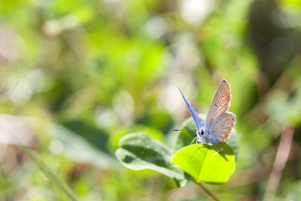 Nature summer bug photo