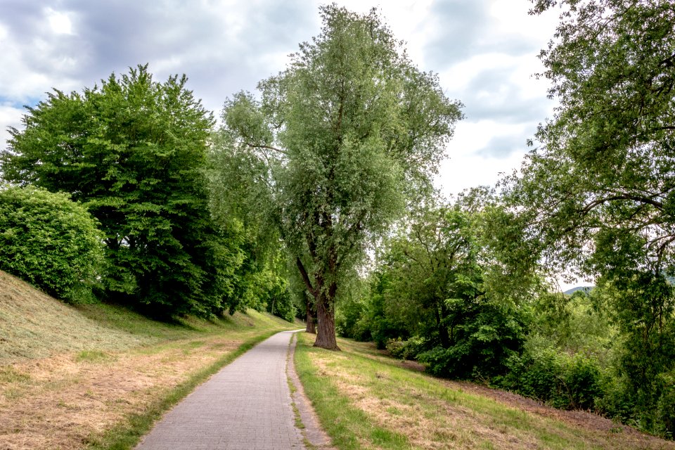 20150522 Blick - Baumbestand am Moselradweg Trier - IMG 4475 by sebaso