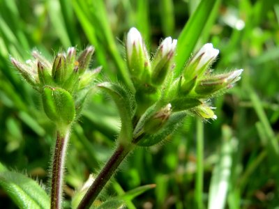 20150413Cerastium glomeratum