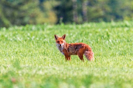 Red hair meadow switzerland photo