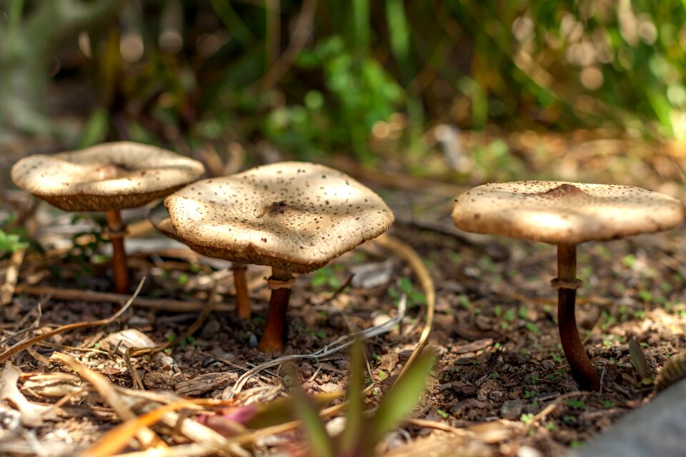 Garden townsville queensland