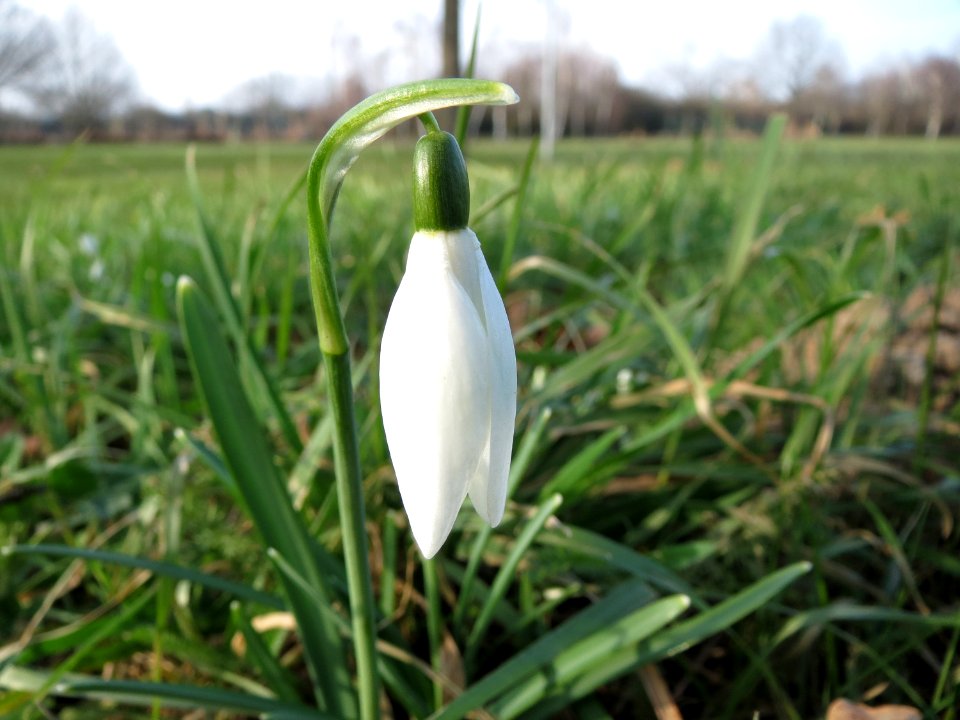 20150213Galanthus nivalis3