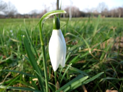 20150213Galanthus nivalis3