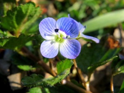 20150226Veronica persica2