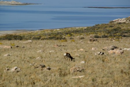 2012.10.01.112947 Pronghorn - Antilocapra americana - Antelope Island Utah photo