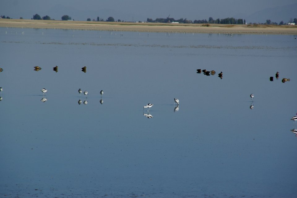 2012.10.01.093454 American avocets Antelope Island Utah photo