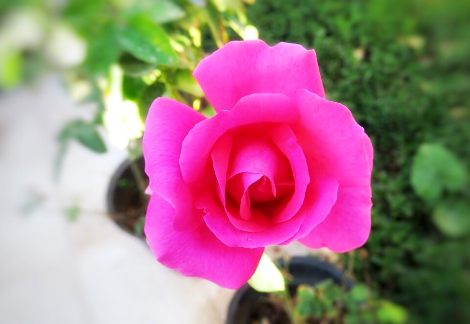 Rose leaf petal