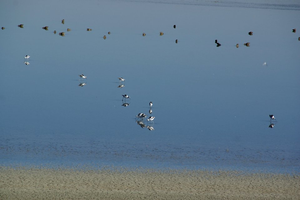 2012.10.01.0932412 American avocets Antelope Island Utah