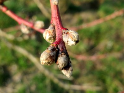 20150319Prunus dulcis8