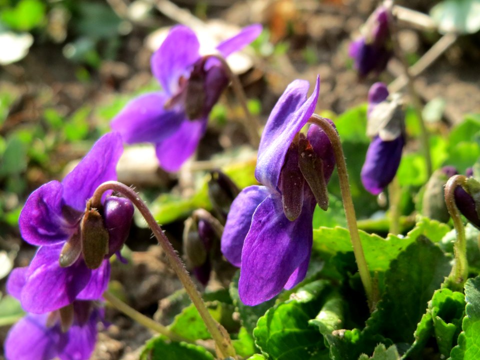 20150318Viola odorata2