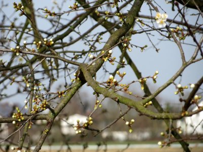20150316Prunus cerasifera