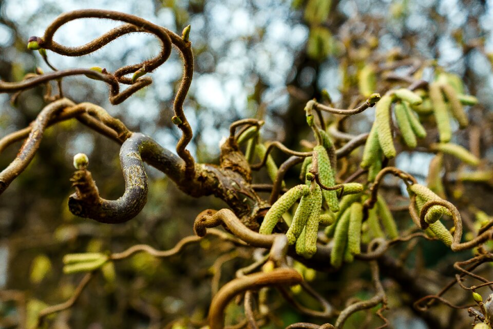 Plant wood close up