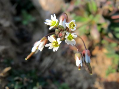 20150319Draba verna2