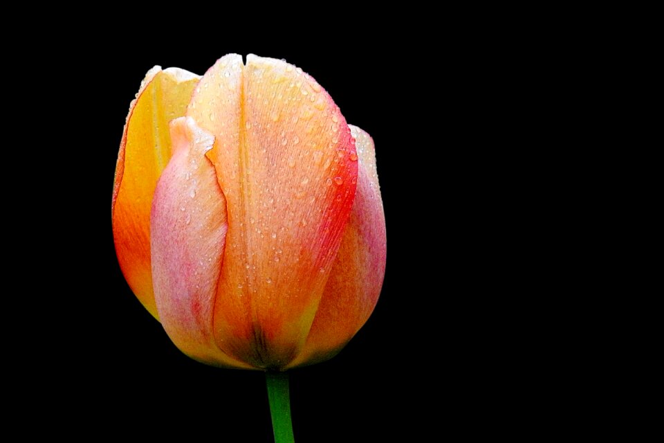 Nature tulip bright