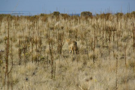 2012.10.01.150733 Coyote - Canis latrans mearnsi - Antelope Island Utah