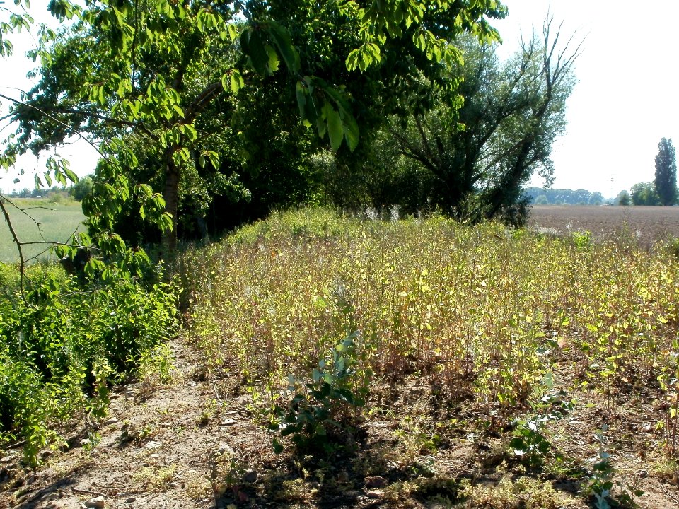 20110525Naturschutzgebiet Bahndamm Talhaus3