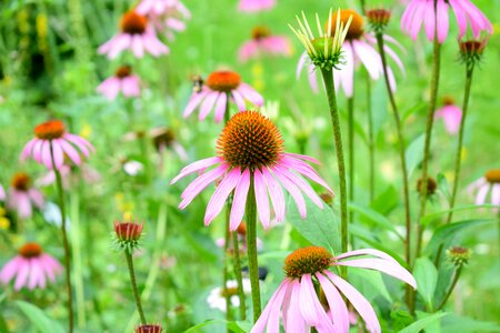 Medicine botanical green medicine