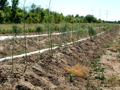 20110525Spargelfeld Ketsch2