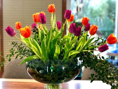 Tulip plant arrangement photo