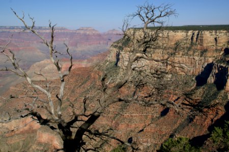 2012.09.14.160625 Dead tree Rim Trail Grand Canyon Arizona