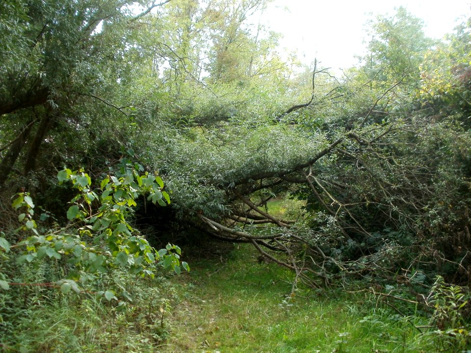 20110917Wagbachniederung2