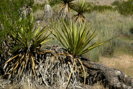 2012.09.09.103159 Yucca schidigera Red Rock Canyon Nevada