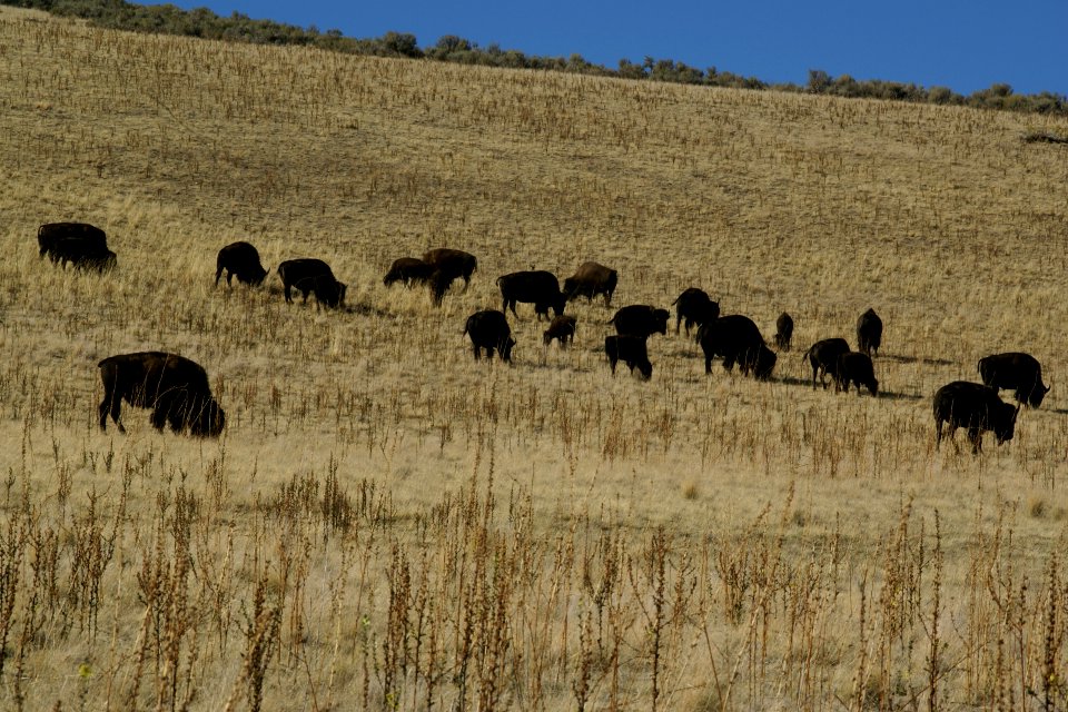 2012.10.01.152649 Bison - Bison bison - Antelope Island Utah