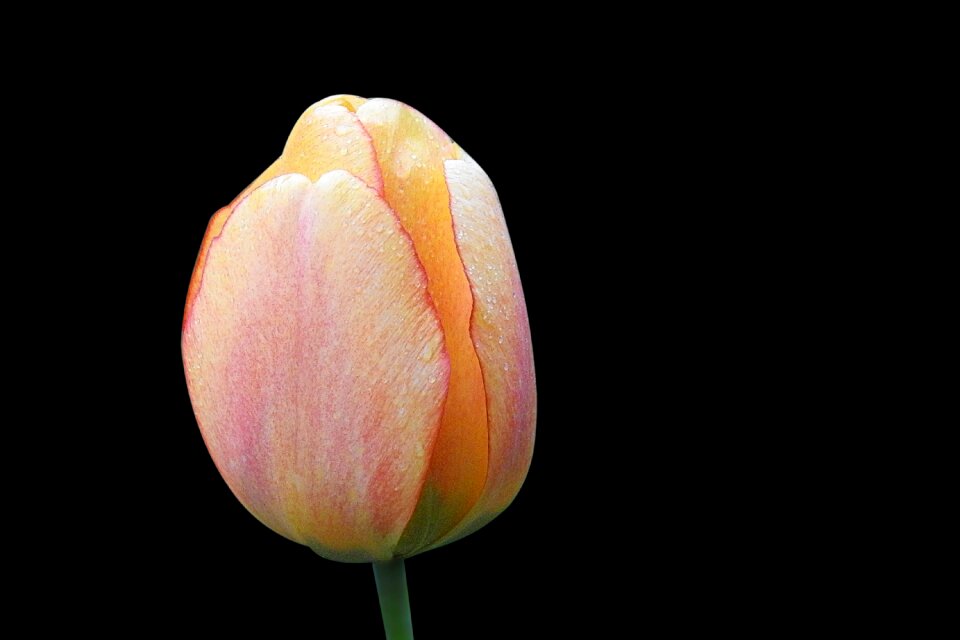 Nature tulip bright