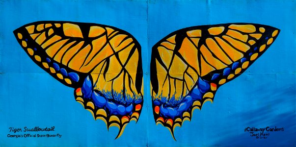 20-01-131-butterfly
