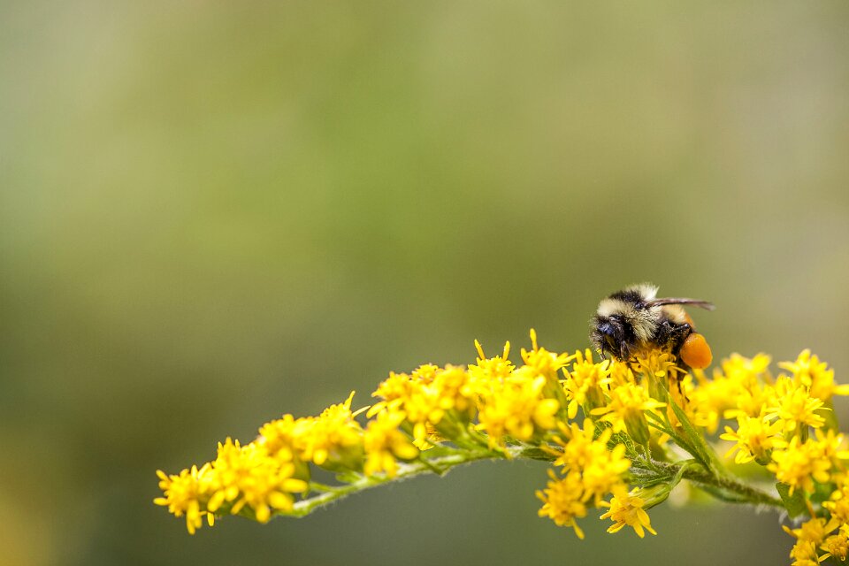 Nature bumble yellow