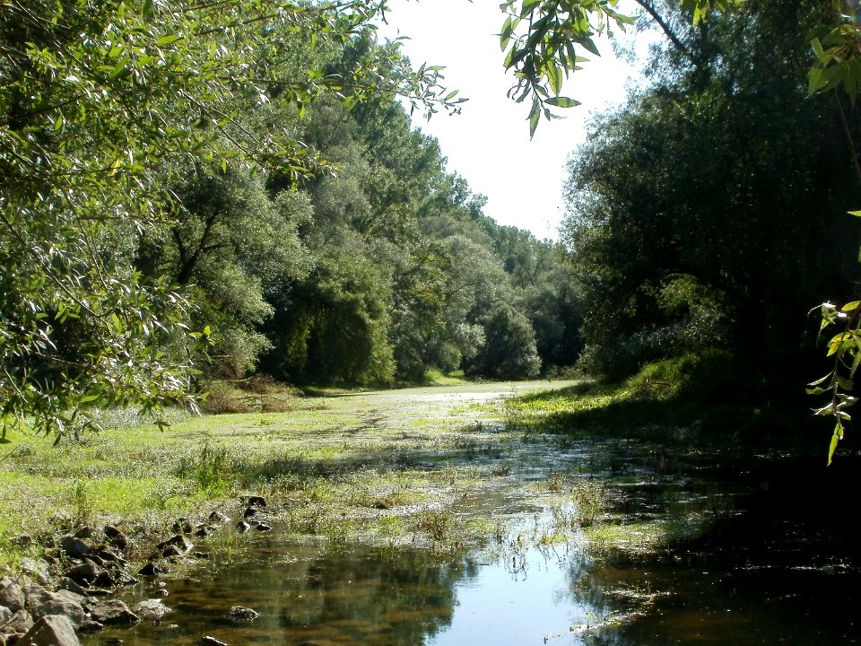 20110914Speyerer Gruen01