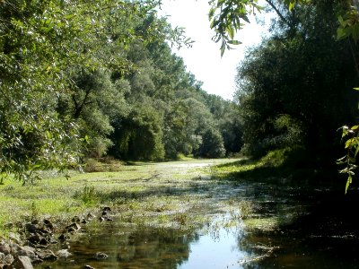 20110914Speyerer Gruen01