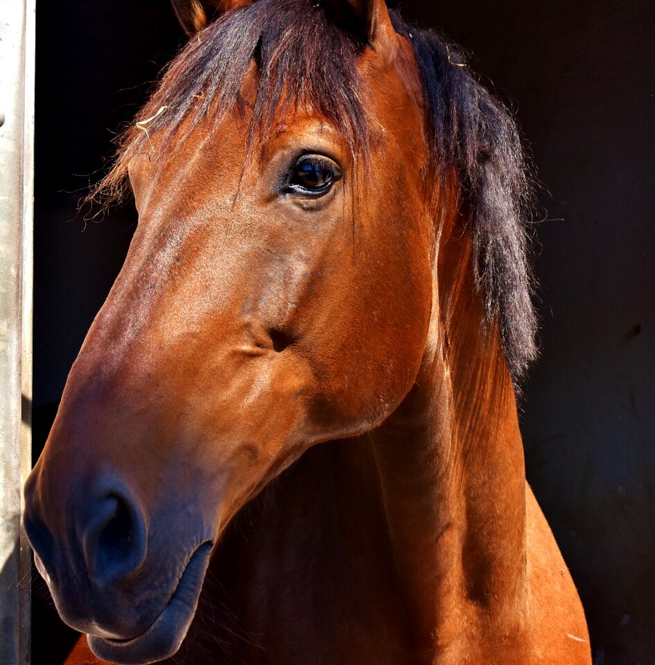 Animal brown horse nature