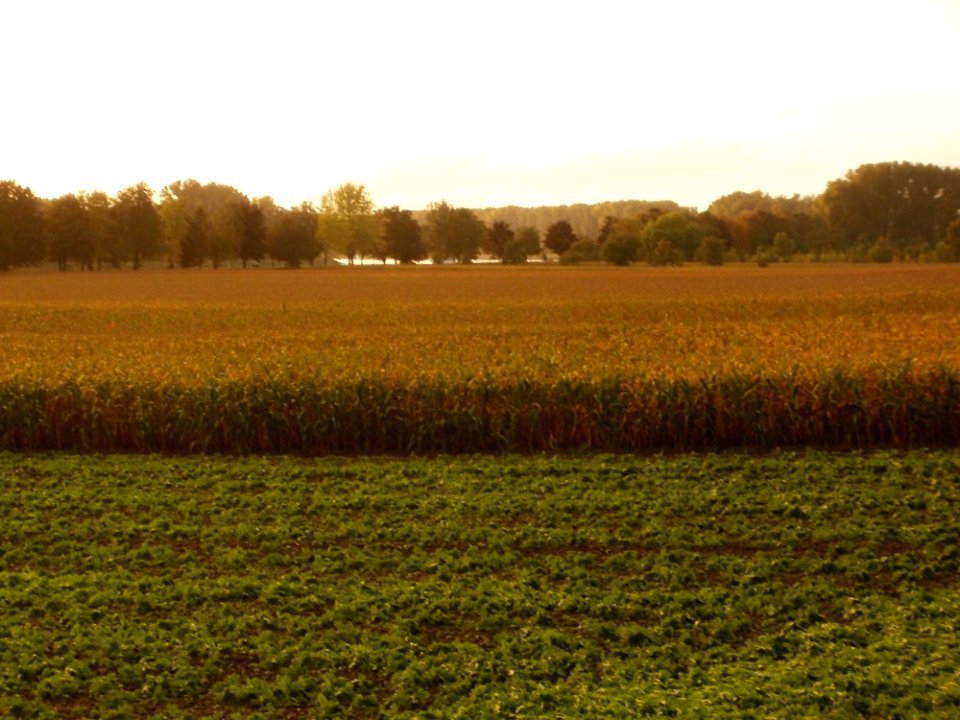 20110911Altlussheim02