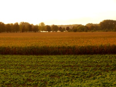 20110911Altlussheim02
