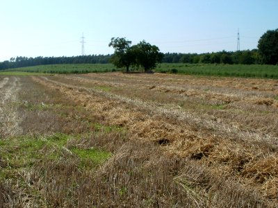 20110801Spargelfeld Walldorf1