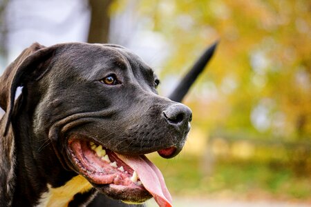 Sony face pit bull photo