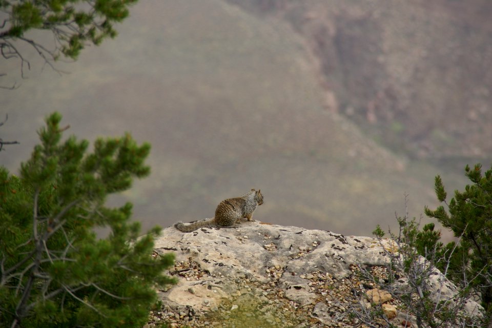 2012.09.13.102529 Rock squirrel Mather Point Grand Canyon Arizona