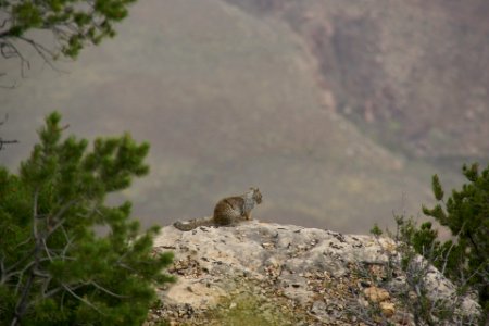 2012.09.13.102529 Rock squirrel Mather Point Grand Canyon Arizona photo