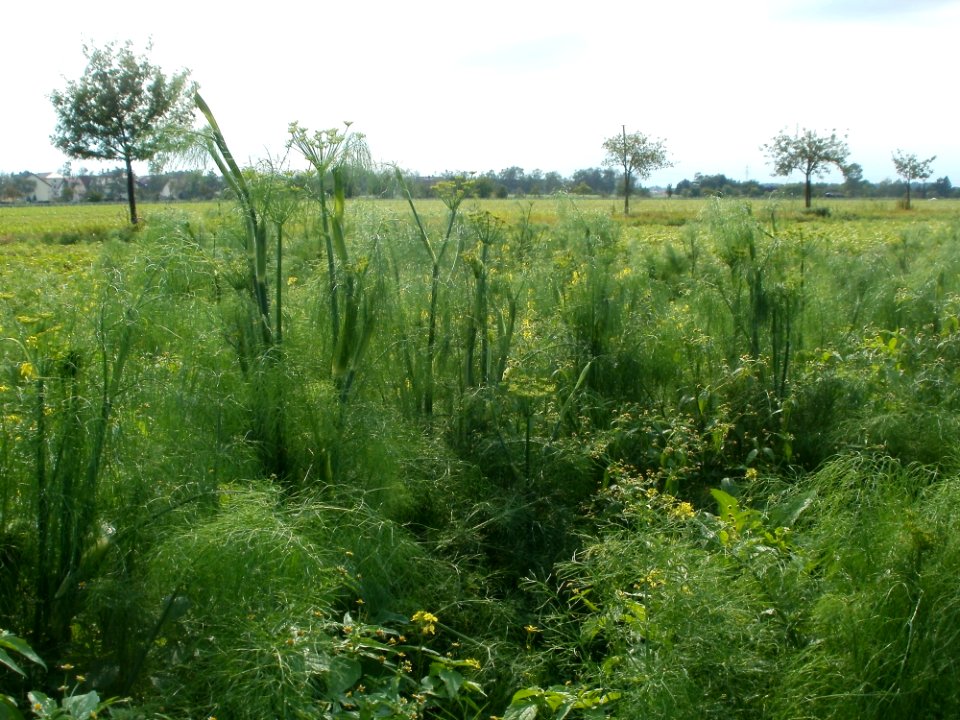 20110917Fenchel Neulussheim9