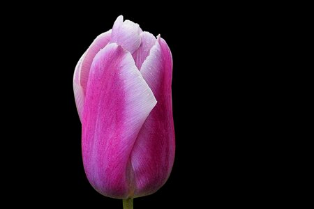 Nature tulip bright photo