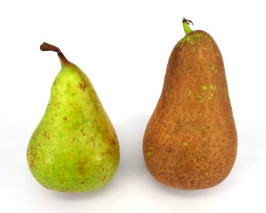 2 x Conference pear 2017 C