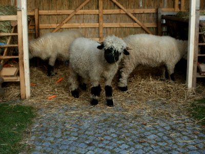 20111125Hockenheim1