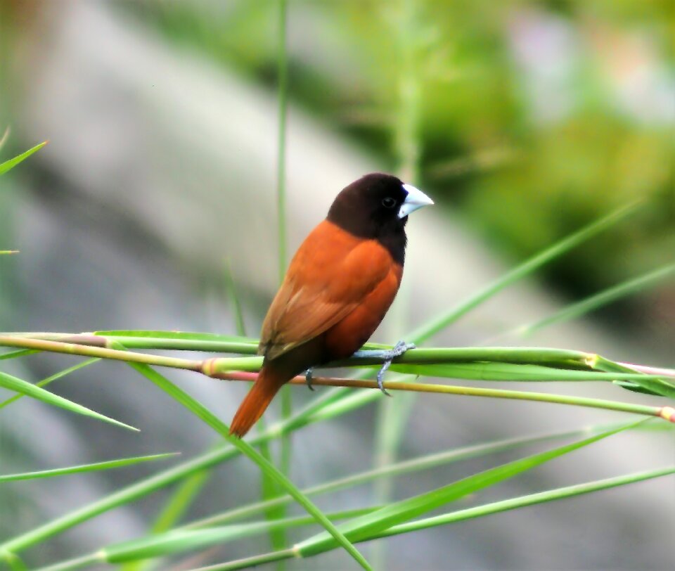 Outdoors songbird animal