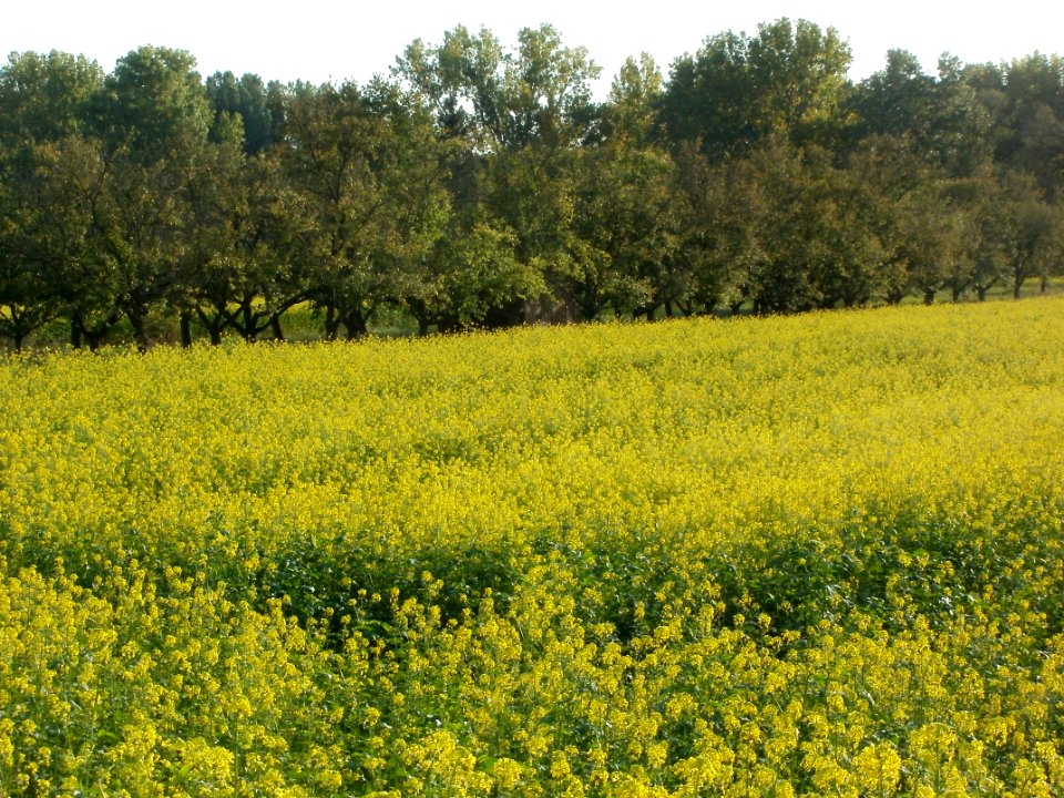 20110923Senf-Feld2