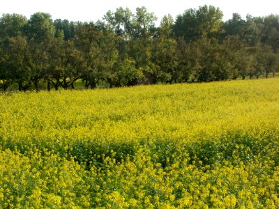 20110923Senf-Feld2