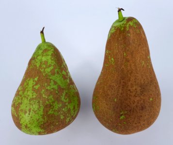 2 x Conference pear 2017 B