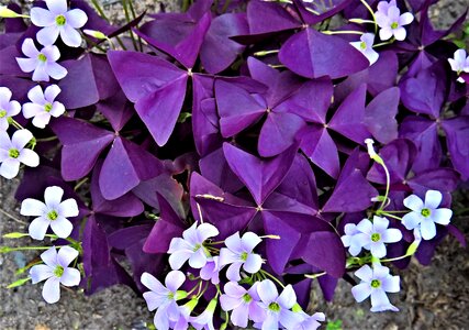 Ornamental plant version dark purple photo