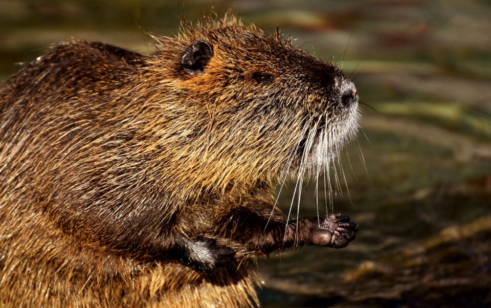 Splashing animal world animal